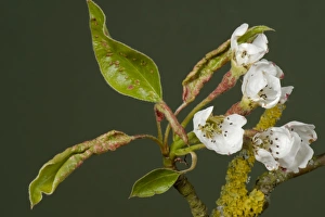 Leaves Prints: Early blisters of pear leaf blister mite
