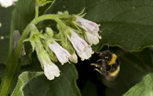 Nectar Prints: Early Bumblebee (Bombus pratorum) adult