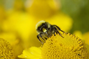 Early Bumblebee (Bombus pratorum) adult male, feeding on helenium flower, Essex, England, july