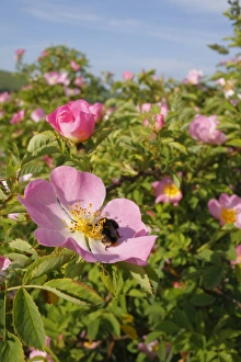 Roses Prints: Early Bumblebee (Bombus pratorum) queen