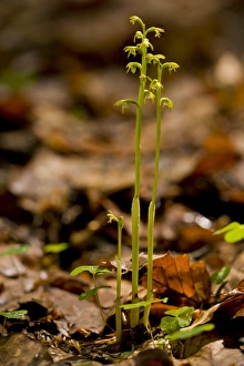 Early Coralroot (Corallorhiza trifida) flowering, growing in deep shade, Slovenia, june