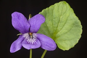 Blue Prints: Early dog violet, Viola reichenbachiana, flower and leaf
