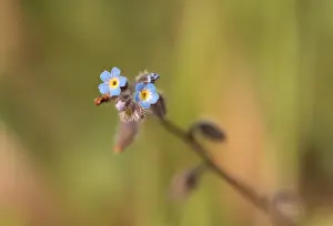 Boraginaceae Prints: Early Forget-me-not (Myosotis ramosissima) flowering