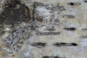Lepidoptera Prints: Early Grey Moth (Xylocampa areola) adult