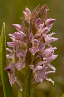 Flowerspike Prints: Early Marsh Orchid (Dactylorhiza incarnata ssp)