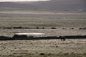 Early morning dew covers the fields of the Belen Plateau. Belen, Extremadura, Spain