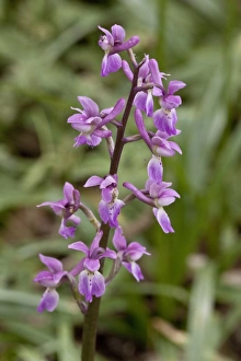 Orchis Prints: Early Purple Orchid - flowers