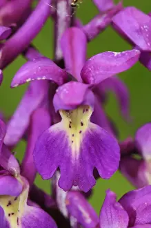Orchids Prints: Early Purple Orchid (Orchis mascula) close-up of flowers, Devon, England, May