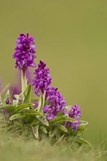 Early Purple Orchid (Orchis mascula) flowering, Cressbrook Dale, Derbyshire, England, may