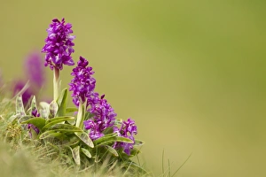 Early Purple Orchid (Orchis mascula) flowering, Cressbrook Dale, Derbyshire, England, may