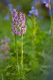 Early Purple Orchid (Orchis mascula) flowerspikes, Kent, England, May