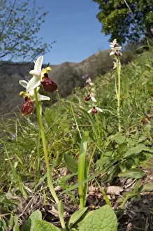 Form Prints: Early Spider Orchid (Ophrys exaltata tyrrhena) flowering