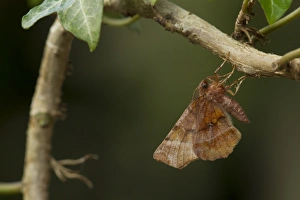 Roost Prints: Early Thorn Moth (Selenia dentaria) adult