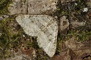 Geometrid Prints: Early Tooth-striped Moth (Trichopteryx carpinata) adult
