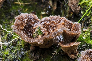 Body Prints: Earth Fan (Thelephora terrestris) fruiting bodies