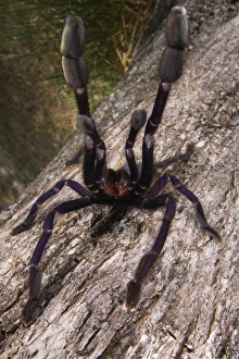 Defence Prints: Earth Tiger (Cyriopagopus sp. ) adult female, in defensive posture, Malaysia