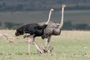 East African Ostrich (Struthio camelus massaicus) adult pair with chicks, standing on grassland, Masai Mara, Kenya