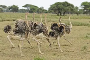 East African Ostrich (Struthio camelus massaicus) six juveniles, running, Serengeti N. P. Tanzania