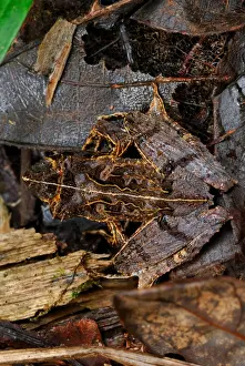 Frog Prints: East Betsileo Madagascar Frog (Gephyromantis asper) adult
