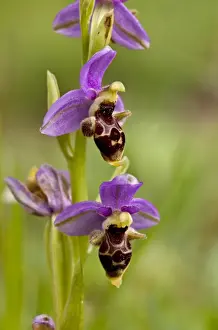 Chios Prints: Eastern Aegean Bee Orchid (Ophrys orphanidea) close-up of flowers, Chios, Greece, April