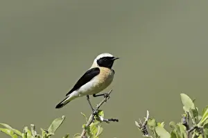 Aegean Prints: Eastern Black-eared Wheatear (Oenanthe hispanica melanoleuca) black-throated form