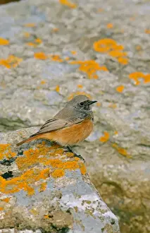 Eastern Black Redstart (Phoenicurus ochruros phoenicuroides) adult male, perched on rock, Holy Island, Northumberland