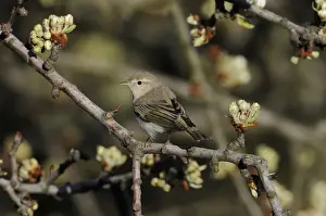 Warblers Prints: Eastern Bonellis Warbler (Phylloscopus orientalis) adult