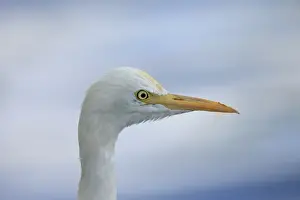 Egrets Prints: Eastern Cattle Egret (Bubulcus ibis coromandus) adult