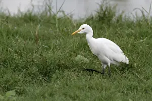 Eastern Cattle Egret (Bubulcus ibis coromandus) adult, non-breeding plumage, walking on grass, Bundala N. P
