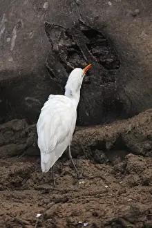 Tigers Prints: Eastern Cattle Egret (Bubulcus ibis coromandus) adult