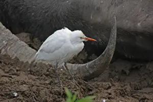 Eastern Cattle Egret (Bubulcus ibis coromandus) adult, with blood on beak from feeding on wounds of live but paralysed Wild Water Buffalo (Bubalis arnee) wounded by Indian Tiger (Panthera tigris tigris), Kaziranga N. P. Assam, India, january