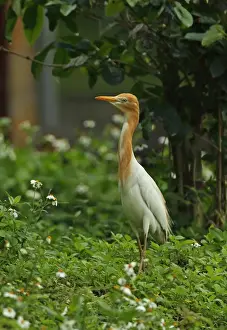 Eastern Cattle Egret (Bubulcus ibis coromandus) adult, breeding plumage, foraging in city allotment, Taipei City
