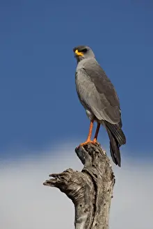 Horn Of Africa Prints: Eastern Chanting-goshawk (Melierax poliopterus) adult