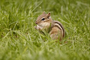 Chipmunks Prints: Eastern Chipmunk (Tamias striatus) adult, sitting in grass, North Michigan, U. S. A. june