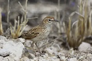 Eastern Clapper Lark (Mirafra apiata fasciolata) adult, standing on ground, Kgalagadi Transfrontier Park