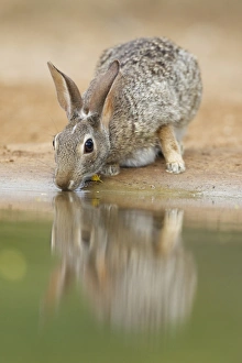 Eastern Cottontail (Sylvilagus floridanus) adult, drinking at pool, South Texas, U. S. A. may