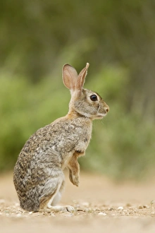 Eastern Cottontail (Sylvilagus floridanus) adult, alert, standing on hind legs, South Texas, U. S. A. may