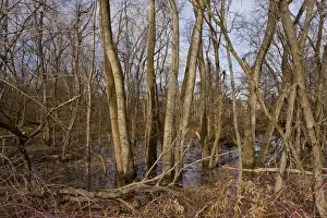 Damp Prints: Eastern Cottonwood (Populus deltoides) valley woodland habitat