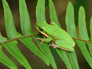 Tree Frog Prints: Eastern Dwarf Treefrog (Litoria fallax) adult