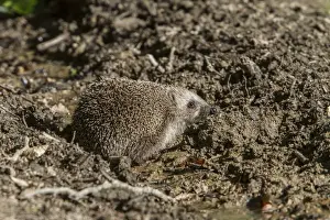 Eastern Prints: Eastern European Hedgehog also known as the White-Breasted Hedgehog. - Bulgaria