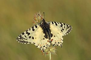 Lesbos Prints: Eastern Festoon (Zerynthia cerisy) adult, resting on flowerhead, Lesvos, Greece, may