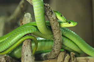 Elapidae Prints: Eastern Green Mamba (Dendroaspis angusticeps) adult pair, coiled on branches, South Africa