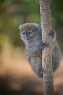 Primates Prints: Eastern Grey Gentle Lemur (Hapalemur griseus griseus) adult