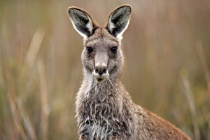 Macropod Prints: Eastern Grey Kangaroo (Macropus giganteus) adult