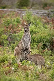 Eastern Grey Kangaroo (Macropus giganteus) adult female with young, looking into pouch, Wilsons Promontory N. P