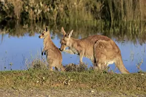 Eastern Grey Kangaroo (Macropus giganteus) adult female with young, standing at edge of water, Wilsons Promontory N. P