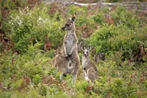 Eastern Grey Kangaroo (Macropus giganteus) adult female with young, standing amongst ferns, Wilsons Promontory N. P