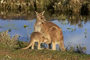 Eastern Grey Kangaroo (Macropus giganteus) adult female with young, looking into pouch, standing at edge of water