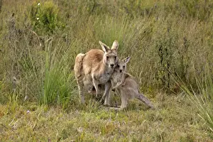 Eastern Grey Kangaroo (Macropus giganteus) adult female with young, standing together, Wilsons Promontory N. P