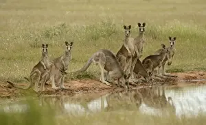 Drinking Prints: Eastern Grey Kangaroo (Macropus giganteus) family group